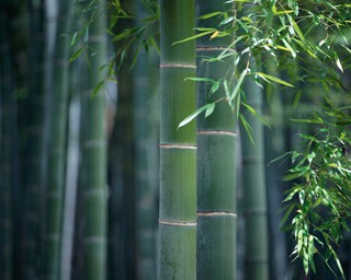bamboo